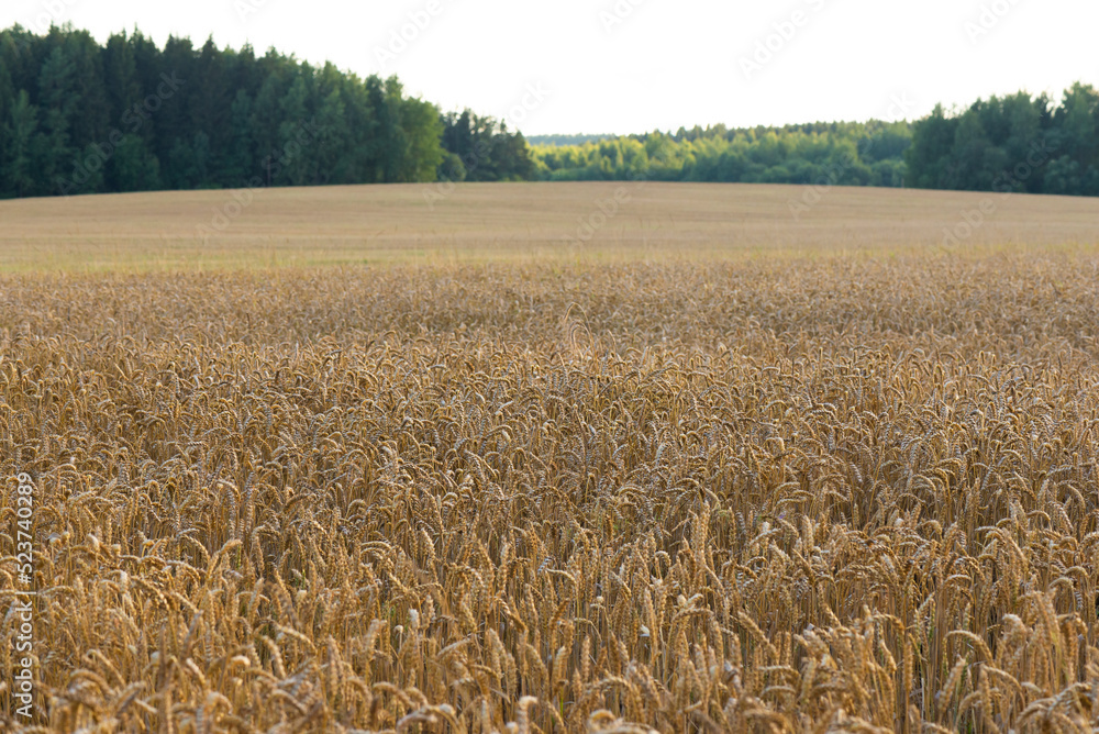 Field of ripe barley, soft focus. Field of ripe barley, soft focus.