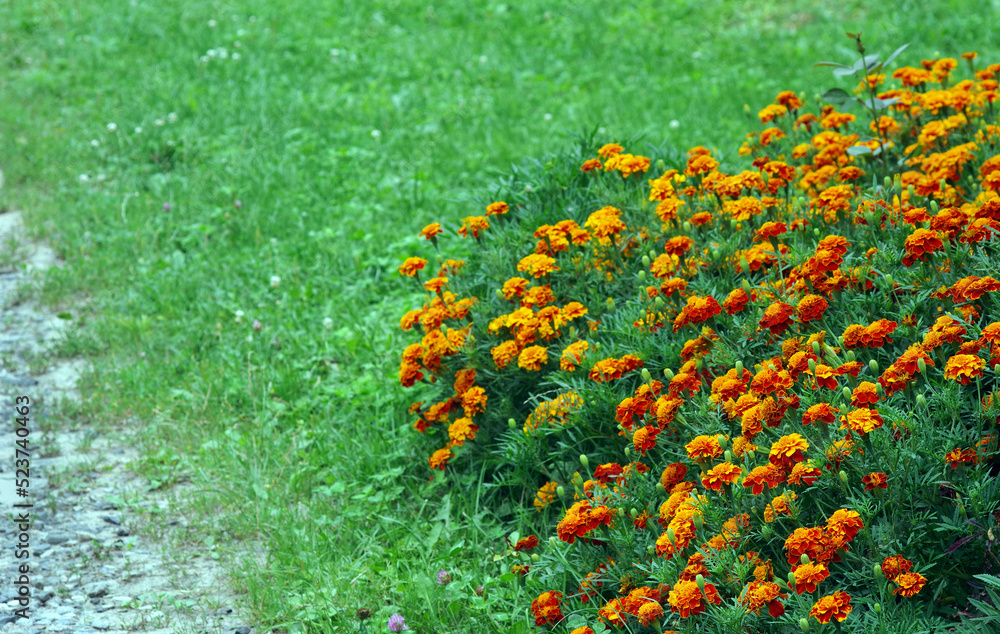 blooming marigolds in the park in the flowerbed