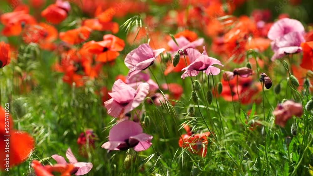 Slow motion. Field of wild poppies, beautiful summer rural landscape. Fresh green meadow with bright red flowers, sunny day. Slow motion. Field of wild poppies, beautiful summer rural landscape. Fresh green meadow with bright red flowers, sunny day.