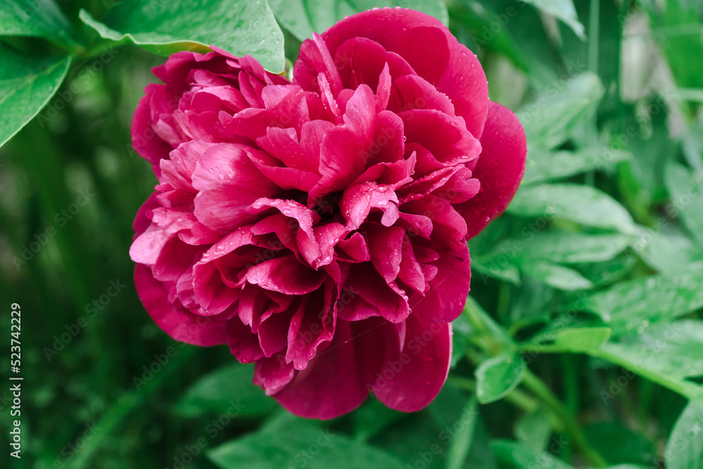 Bud of red peony with raindrops on a green blurred background. Red peony flower with water drops. Luxurious petals of a lush red peony. Growing flowers, taking care of plants