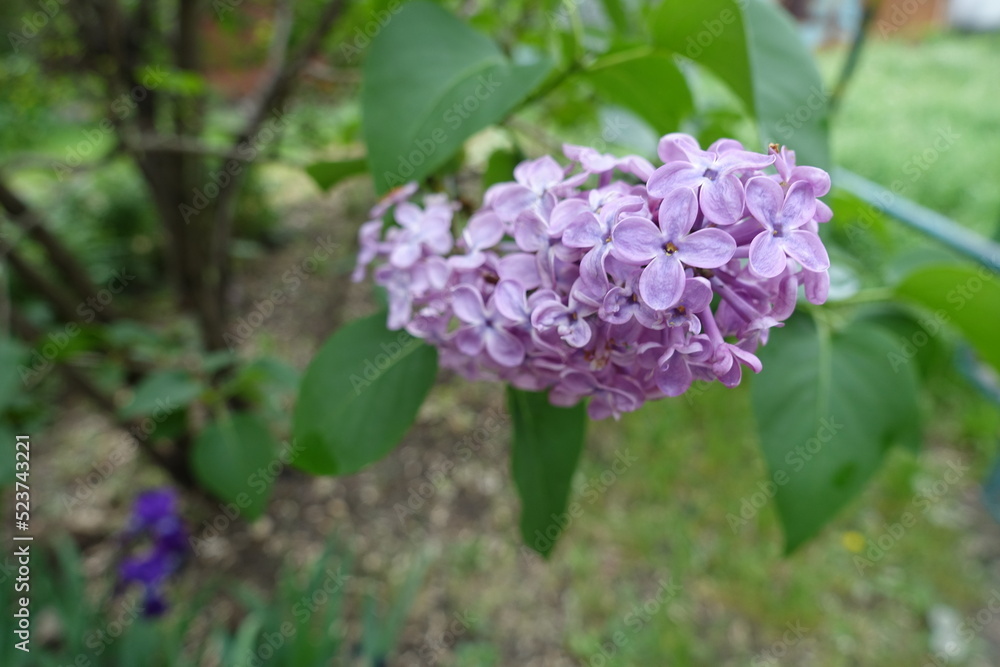 Single panicle of common lilac with mauve flowers in May Single panicle of common lilac with mauve flowers in May