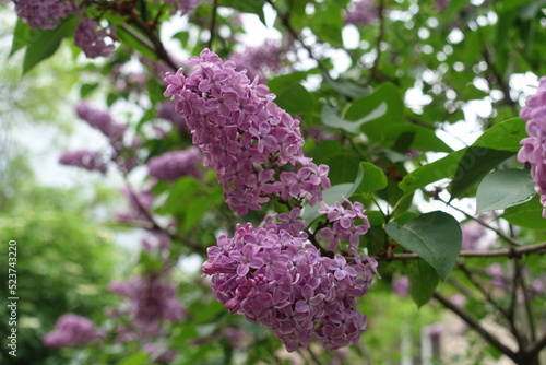 Panicles of violet flowers of common lilac in May