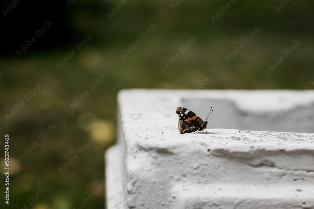 beautiful elegant butterfly beautiful elegant butterfly