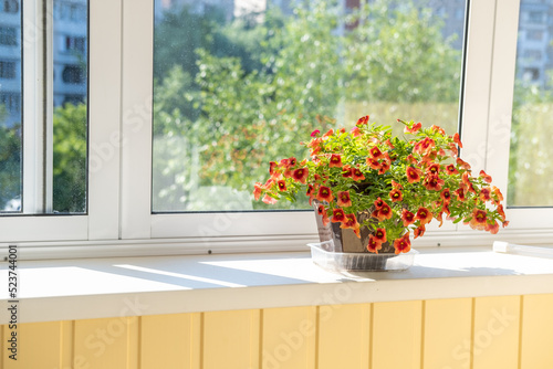 A group of colorful red-orange flowers  tropical  juicy flowering plants in a decorative pot on the windowsill on balcony