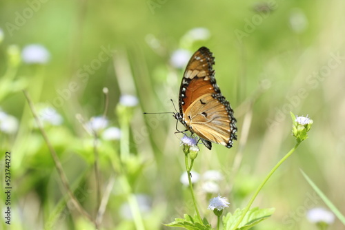 orange butterfly on green background © ridho