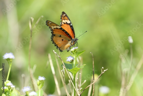 orange butterfly on green background © ridho