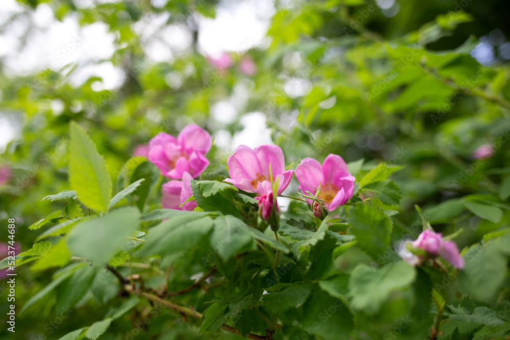 beautiful spring pink flowers surrounded by lush greenery beautiful spring pink flowers surrounded by lush greenery