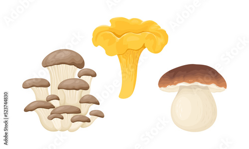 Mushrooms set. Vector cartoon Porcini, Chanterelle and Oyster mushroom isolated on white background. Food illustration.