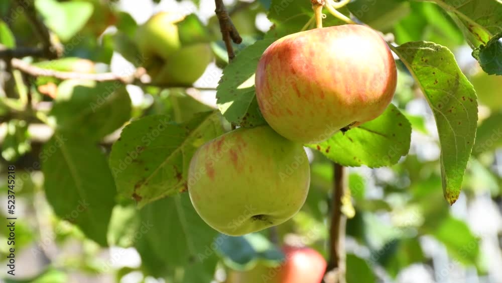 Ripe apple on a tree in Germany, closeup Ripe apple on a tree in Germany, closeup