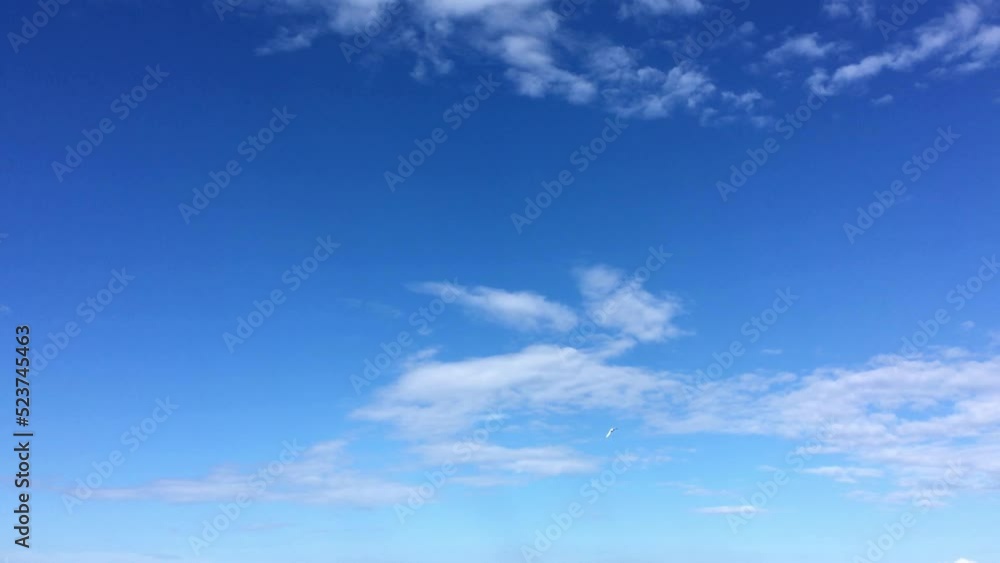 Seagulls soars in the blue sky with clouds. Seagulls soars in the blue sky with clouds.