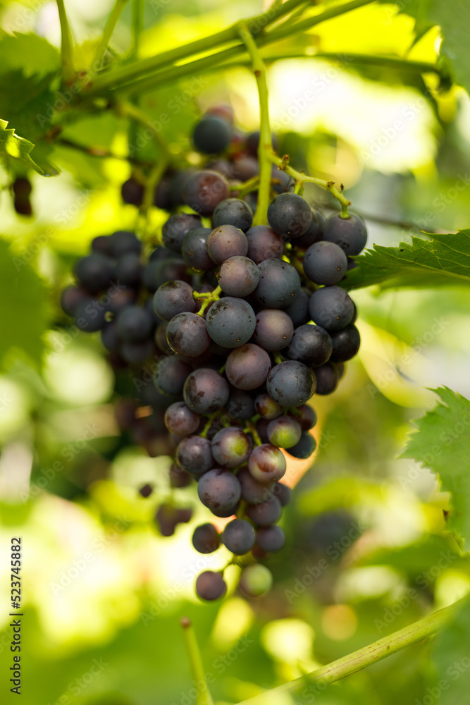 Close-up of ripe purple grapes with green foliage.