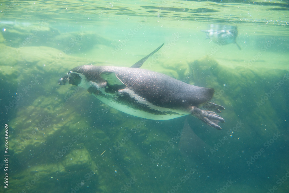 Fototapeta premium 横浜動物園のペンギン