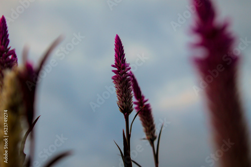 Purple baroco flowers in city parks in the afternoon, Baroco is usually used as a hedge photo