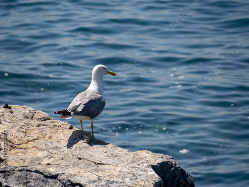 a seagull on the rocks by the sea