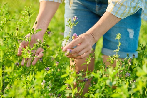 Field with blooming alfalfa, woman hands touching plant. photo