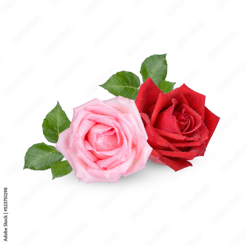 Red and Pink rose with water drops isolated on transparent background Red and Pink rose with water drops isolated on transparent background
