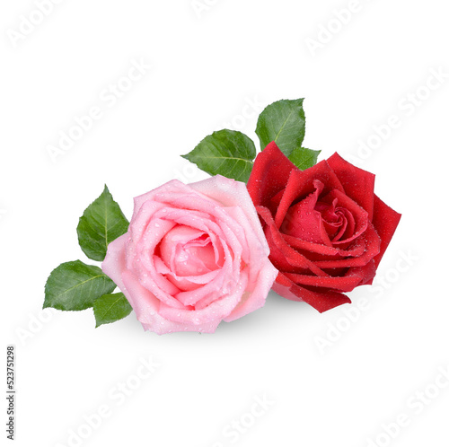 Red and Pink rose with water drops isolated on transparent background