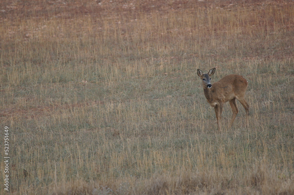 Fototapeta premium corzo hembra
