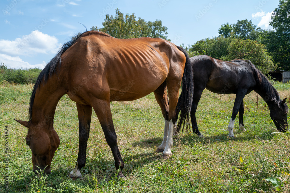 deux chevaux dans un pré broutent l'herbe deux chevaux dans un pré broutent l'herbe