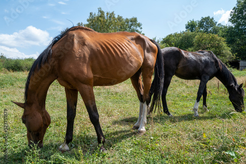 deux chevaux dans un pré broutent l'herbe © PL.TH