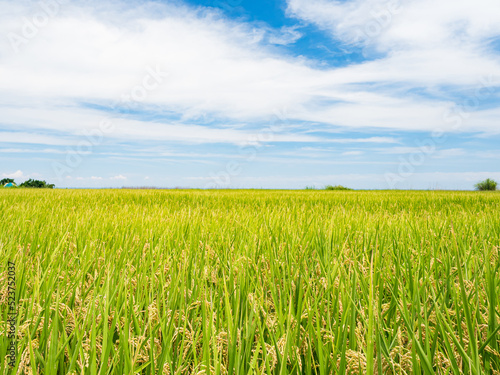 Rice paddies and seascapes in summer in Hualien, Taiwan.