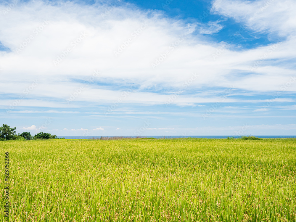 Rice paddies and seascapes in summer in Hualien, Taiwan.