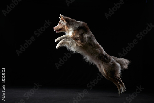 Jumping border collie jumping. The movement of the dog on black. Sports with an active pet © annaav