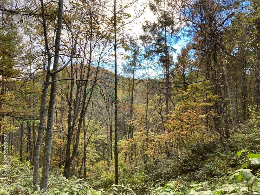 小野川不動滝探勝路の紅葉