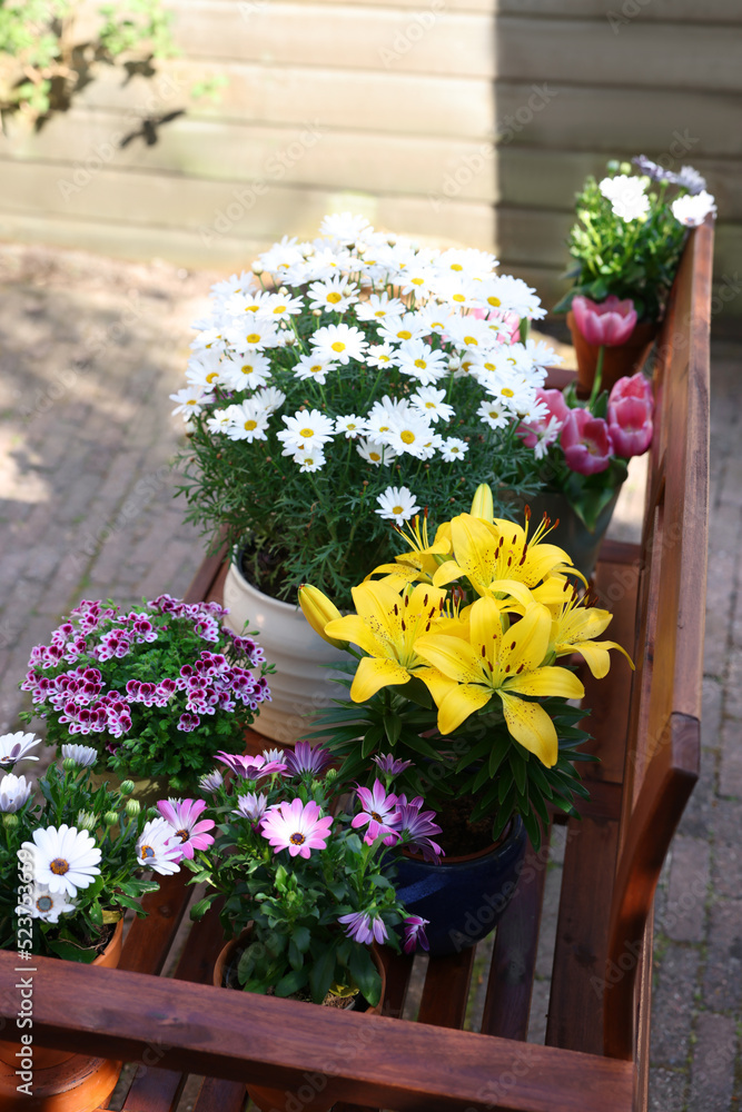 Obraz premium Many different beautiful blooming plants in flowerpots on wooden bench outdoors