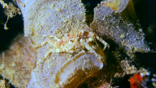 Pink decorator crab going hiding behind sponge photo