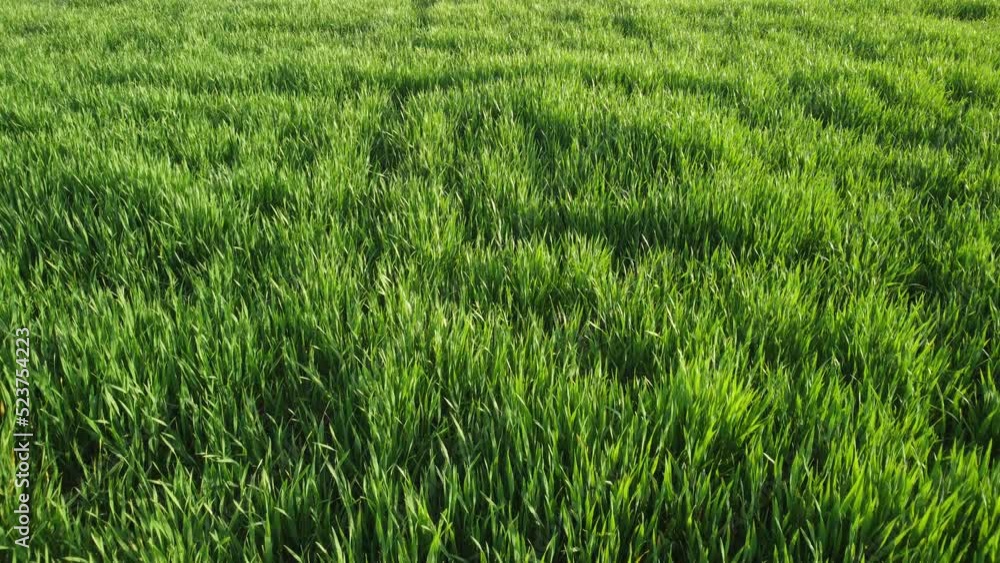 Aerial view on green wheat field in countryside. Field of wheat blowing in the wind on sunset. Young and green Spikelets. Ears of barley crop in nature. Agronomy, industry and food production. Aerial view on green wheat field in countryside. Field of wheat blowing in the wind on sunset. Young and green Spikelets. Ears of barley crop in nature. Agronomy, industry and food production.