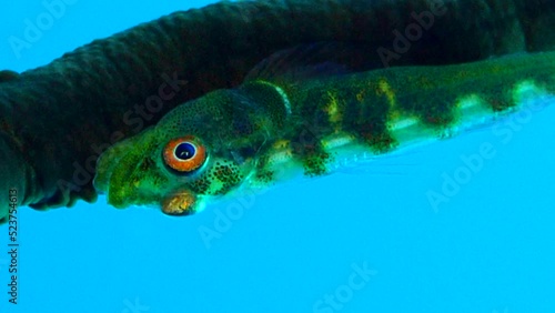 Wire coral goby along a whip coral moving slitghly its mouth photo