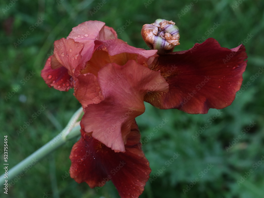 Bright close-up red narcissus on a green background Bright close-up red narcissus on a green background