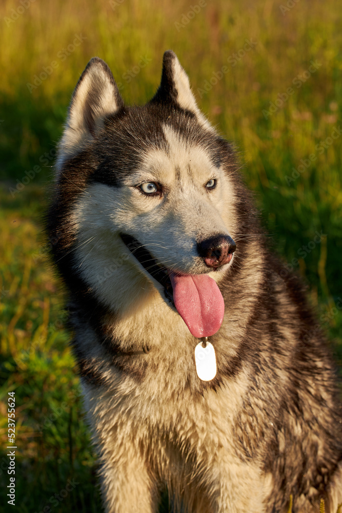 Happy smiling face of a siberian husky dog close-up