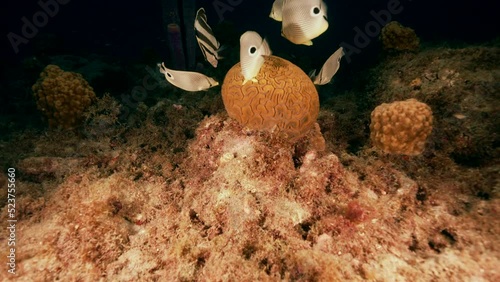 4K 120 fps Super Slow Motion: Grooved Brain Coral spawning with Foureye Butterflyfish and Banded Butterflyfish in the coral reef of the Caribbean Sea, Curacao photo