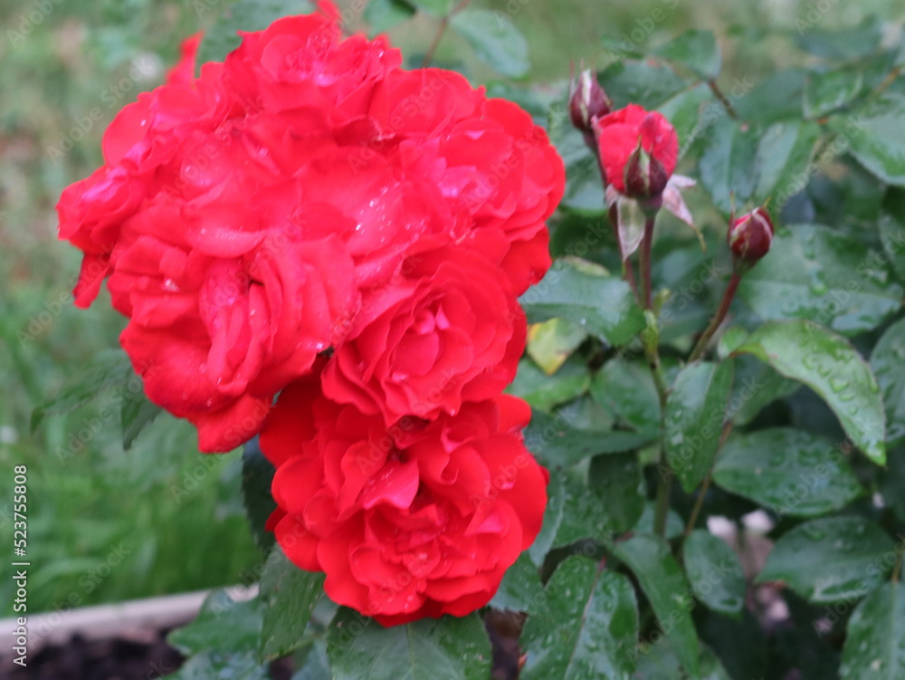 Bright large red-pink rose on a green background