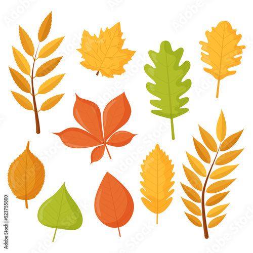 Autumn leaves set, isolated on white background. Flat vector illustration. Design for stickers, logo, web and mobile app.