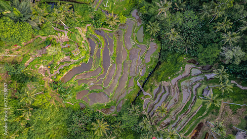 Bali Rice Hills