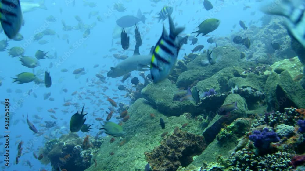Healthy hard and soft coral reef with whitetip reef shark swimming Healthy hard and soft coral reef with whitetip reef shark swimming
