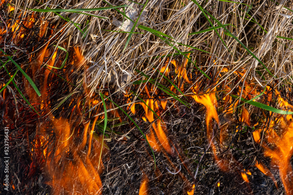 Burning old dry grass. Tongues red flame and burning dry yellowed grass in smoke Burning old dry grass. Tongues red flame and burning dry yellowed grass in smoke