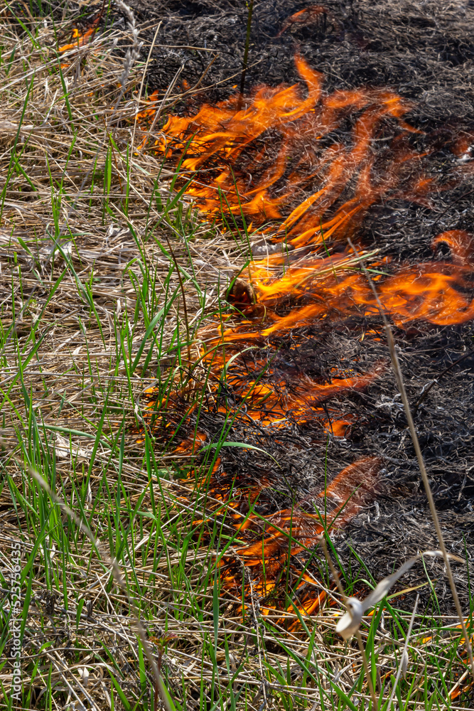 Burning old dry grass. Tongues red flame and burning dry yellowed grass in smoke Burning old dry grass. Tongues red flame and burning dry yellowed grass in smoke