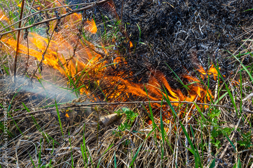 Burning old dry grass. Tongues red flame and burning dry yellowed grass in smoke Burning old dry grass. Tongues red flame and burning dry yellowed grass in smoke