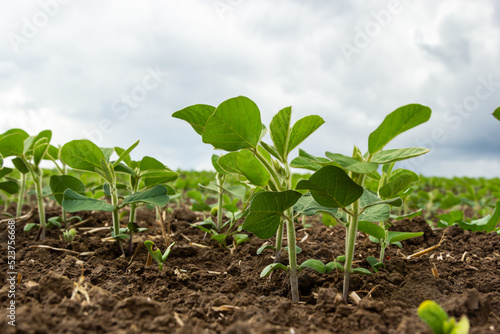 Soybean plant leaf close-up in a field of young plants. Young crops of agricultural crops. Selective focus © Oleh Marchak