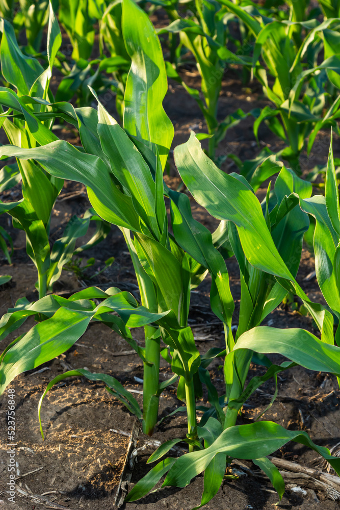 Closeup of green corn sprouts planted in neat rows against a blue sky. Copy space, space for text. Agriculture Closeup of green corn sprouts planted in neat rows against a blue sky. Copy space, space for text. Agriculture