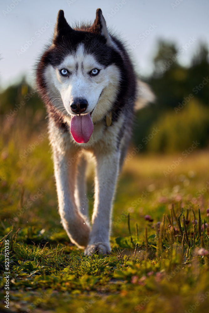 Cheerful funny husky dog runs forward on the grass in sunny evening walk.