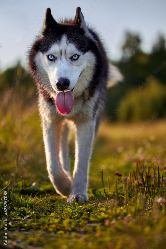 Cheerful funny husky dog runs forward on the grass in sunny evening walk. Cheerful funny husky dog runs forward on the grass in sunny evening walk.