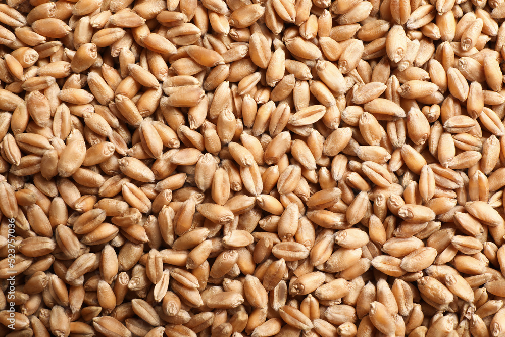 Heap of wheat grains as background, top view Heap of wheat grains as background, top view