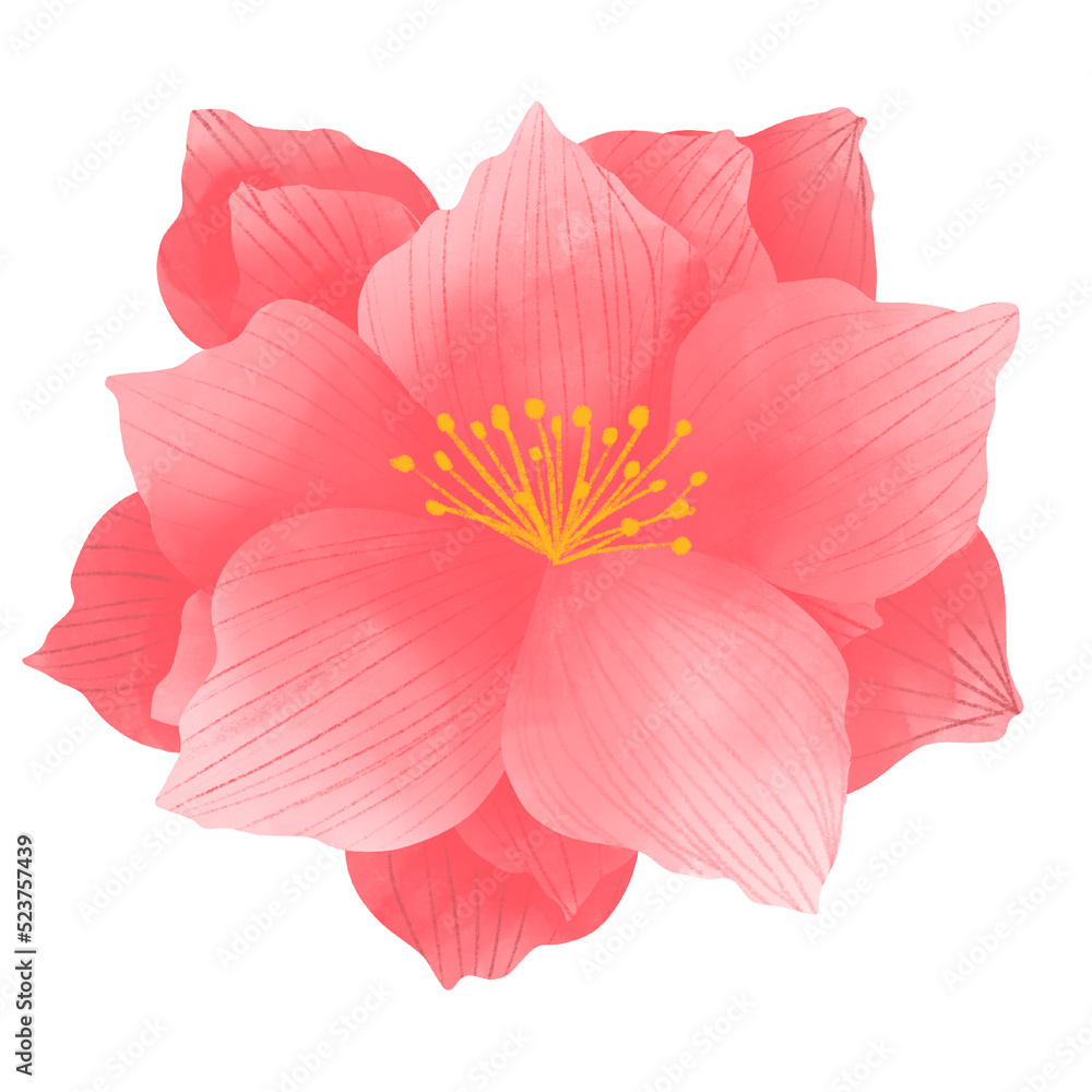 Obraz premium Pink hibiscus flower