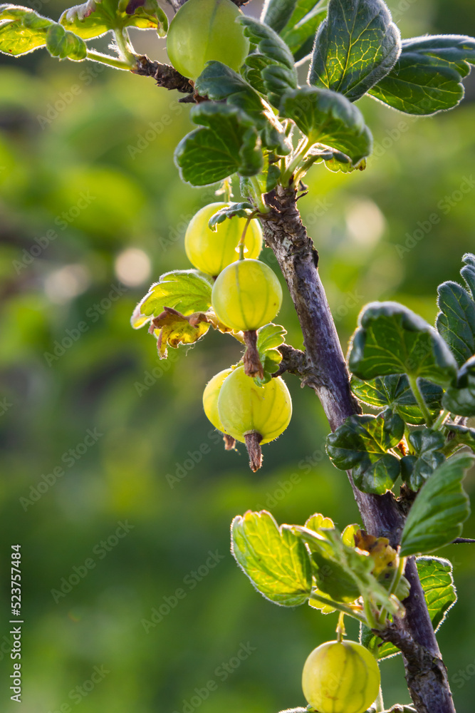 Obraz premium Fresh green gooseberries. Green berries close-up on a gooseberry branch. Young gooseberries in the orchard on a shrub. Gooseberries in the orchard