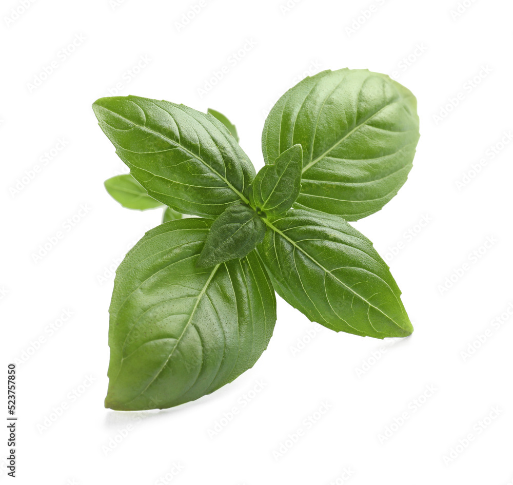 Fototapeta premium Aromatic green basil sprig isolated on white. Fresh herb